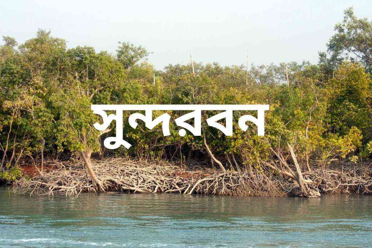 Sundarban's animal