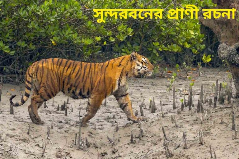 class 5 Sundarban's animal Essay