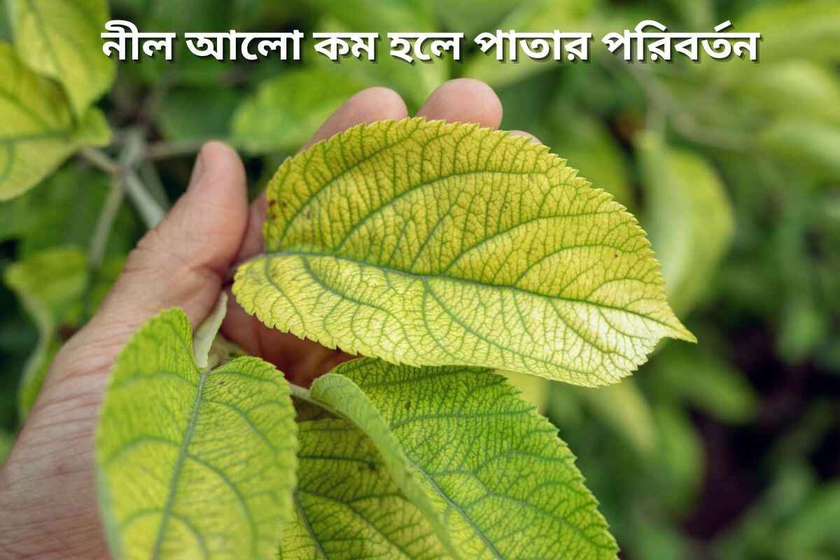 Leaf changes in low blue light