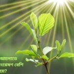 Photosynthesis in-light