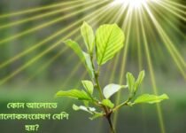 Photosynthesis in-light