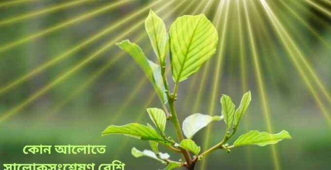 Photosynthesis in-light