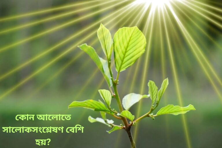 Photosynthesis in-light